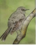 Northern Mocking Bird by Mary Alexander Portillo